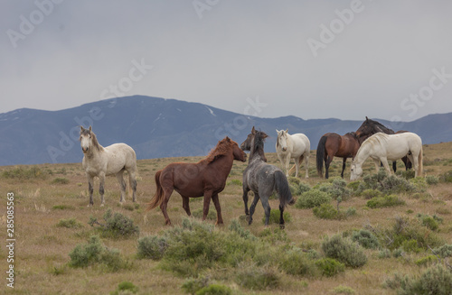 Wild Horse Stallions Sparring in the Utah Desert © natureguy