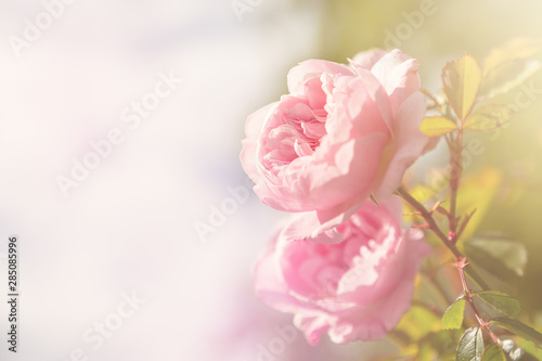 Soft pink rose with space for text