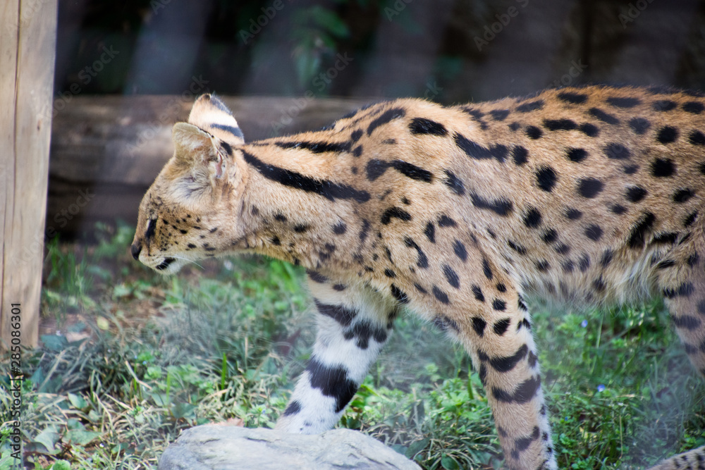 Obraz premium サーバル