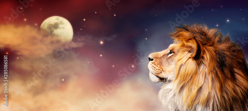 African lion and moon night in Africa banner. African savannah landscape theme, king of animals. Spectacular dramatic starry cloudy sky. Proud dreaming fantasy lion in savanna looking forward.