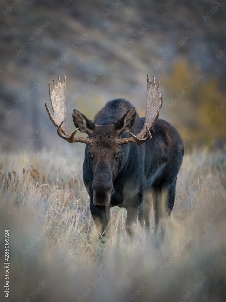Alces alces shirasi, Moose, Elk is standing in dry grass, in typical autumn environment, majestic animal proudly wearing his antlers, ready to fight for an ovulating hind,Yellowstone,USA.. Alces alces shirasi, Moose, Elk is standing in dry grass, in typical autumn environment, majestic animal proudly wearing his antlers, ready to fight for an ovulating hind,Yellowstone,USA..