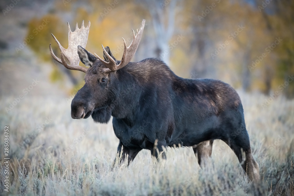Alces alces shirasi, Moose, Elk is standing in dry grass, in typical autumn environment, majestic animal proudly wearing his antlers, ready to fight for an ovulating hind,Yellowstone,USA Alces alces shirasi, Moose, Elk is standing in dry grass, in typical autumn environment, majestic animal proudly wearing his antlers, ready to fight for an ovulating hind,Yellowstone,USA
