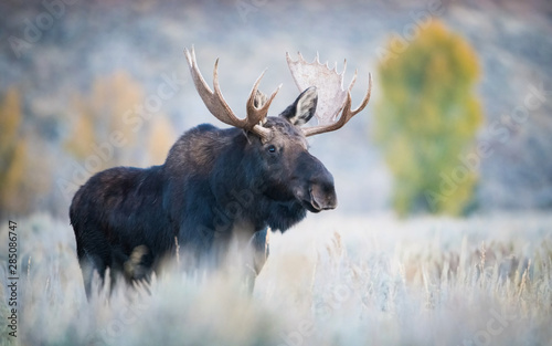 Photography Alces alces shirasi, Moose, Elk is standing in dry grass, in typical autumn envi