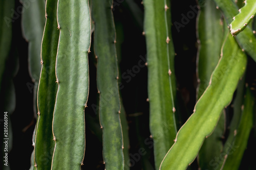 green dragon fruit tree on  climber planting   nature  background