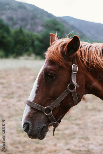 Profile portrait of a brown horse head