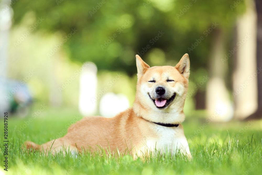 Shiba inu dog lying on the grass in park