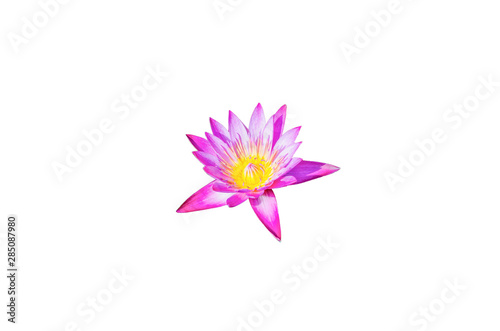 Pink lotus blossoms Pink flower isolated on white background with clipping path