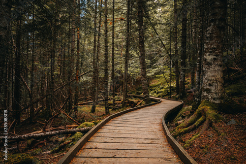 Wooden path inside a forest