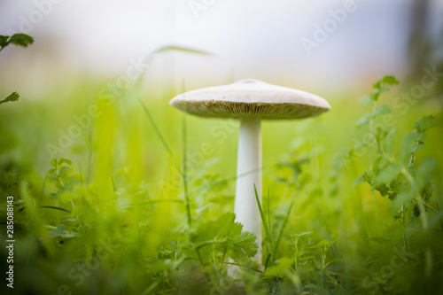 Close up image of a big mushroom growing in a green meadow