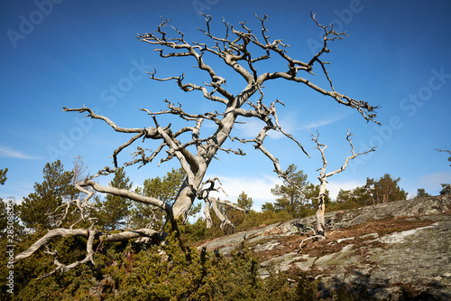Old dead wood in the finnish archipelago. Blue sky on the background. Nature details on a sunny spring day in Kasnäs, Kemiö, Finland. photo