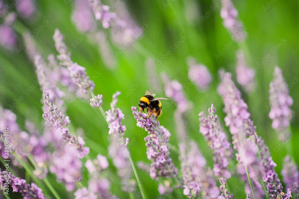 a bumblebee on the flowers of lavanda in the old city park a bumblebee on the flowers of lavanda in the old city park