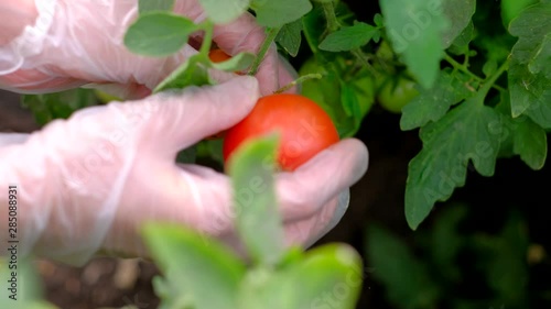 Close-up female hands of a farmer ripping a ripe tomatos from a bush in greenhouse. 4k uhd. Agriculture concept. photo