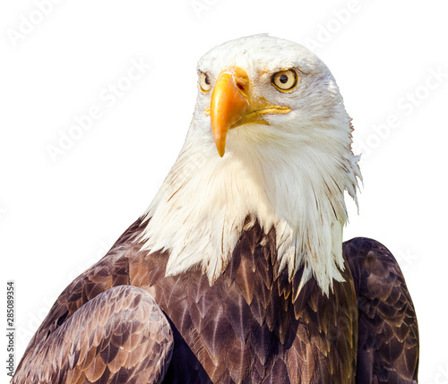 Fotografia, Obraz Bald Eagle (Haliaeetus leucocephalus) portrait