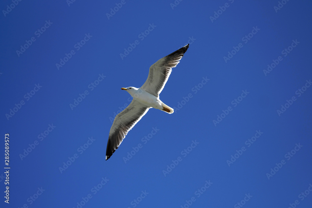 Seagull and deep blue sky - Stockphoto Seagull and deep blue sky - Stockphoto