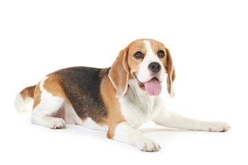 Beagle dog isolated on white background