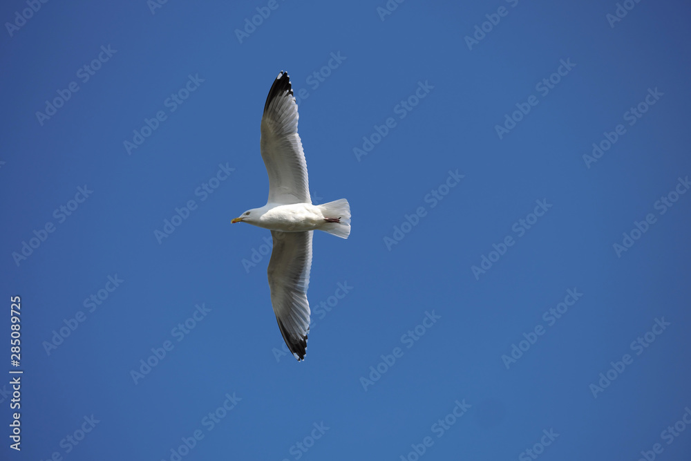 Seagull and deep blue sky - Stockphoto Seagull and deep blue sky - Stockphoto