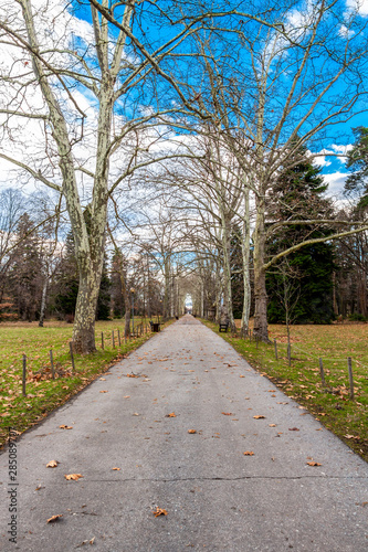 Winter plane tree alley in the park of Vrana Palace in Sofia, Bulgaria, a former royal palace
