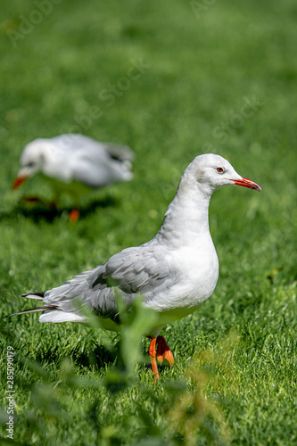 Eine weiß-graue Möwe auf einer grünen Wiese