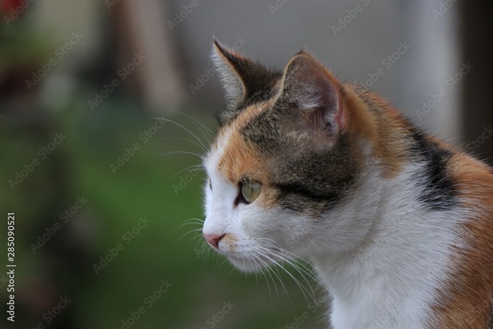 portrait of an orange and white cat with green eyes