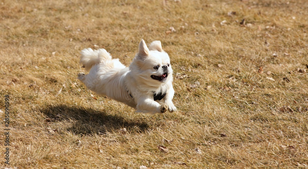 Fototapeta premium Pekingese - flying dog