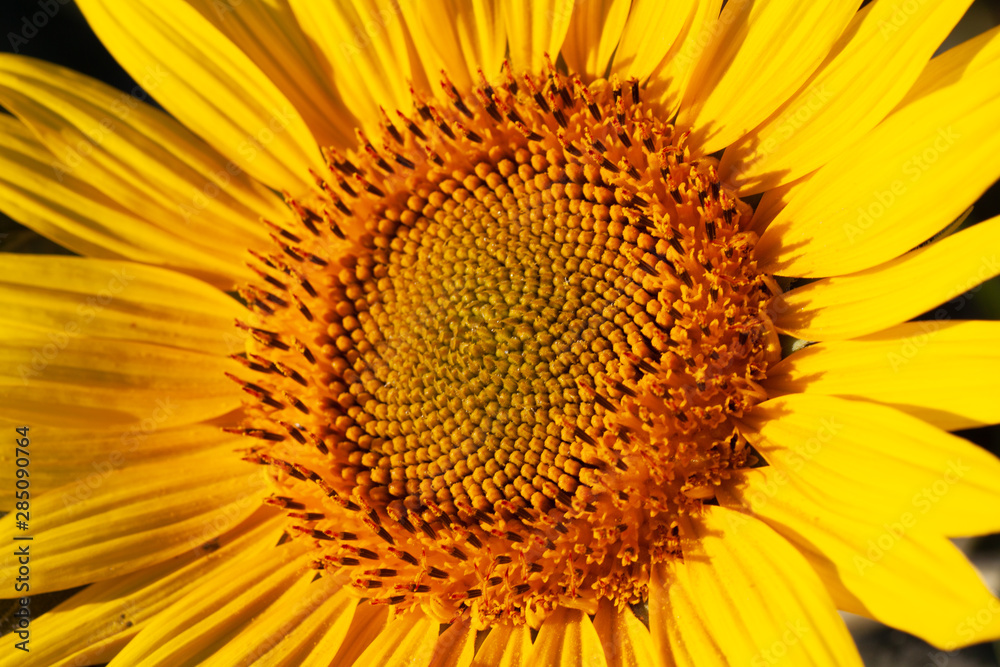 Obraz premium close-up of a beautiful sunflower in a field
