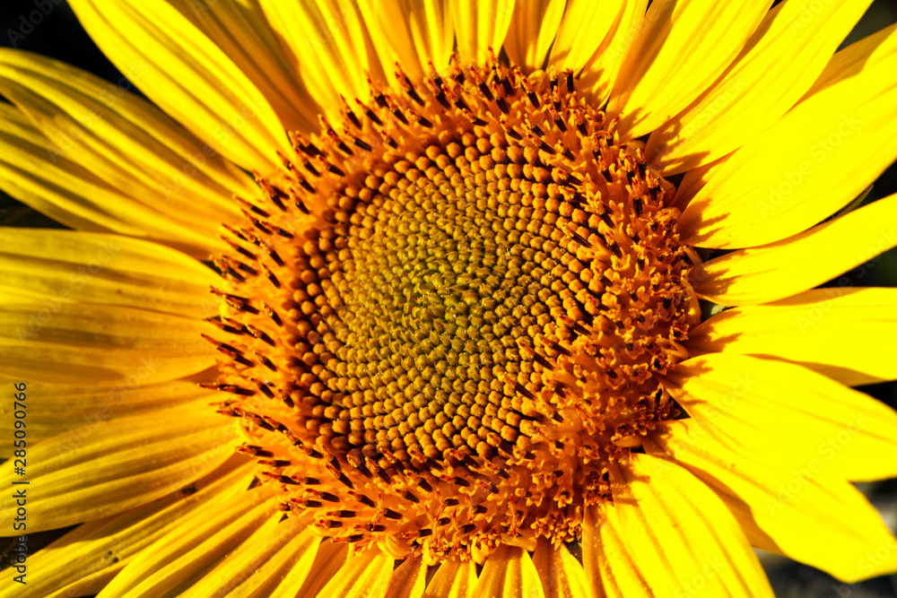Obraz premium close-up of a beautiful sunflower in a field