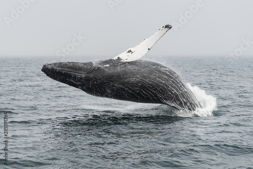 A humpback whale breaching out of the Atlantic Ocean off the Gloucester coast of Massachusetts on a foggy day. photo