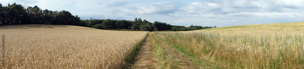 Fototapeta premium Wheat field