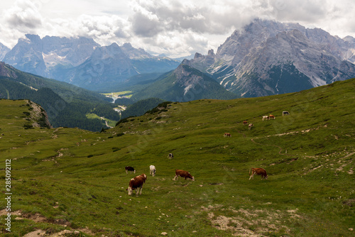 Sextner Dolomiten mit Kühen