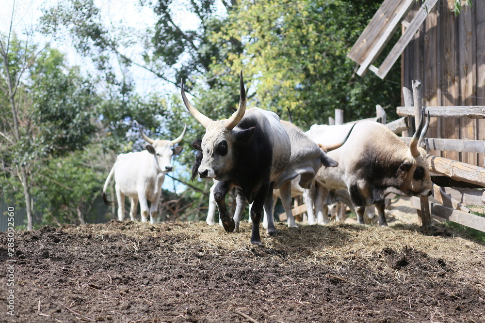 bull mule animals stall behind wooden fence bull mule animals stall behind wooden fence