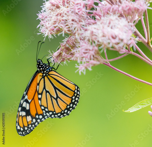 Monarch Butterfly