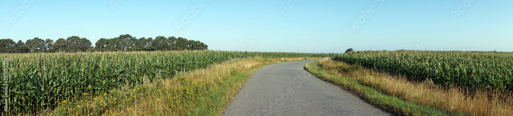 Corn field Corn field