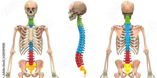 Foto Human Skeleton System Vertebral Column Anatomy