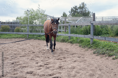 horse on the run in the arena equestrian club in cloudy weather in summer 