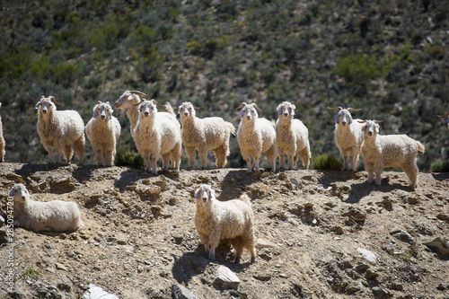Foto Close up image of Angora goats that supply mohair on a farm in the karoo in sout