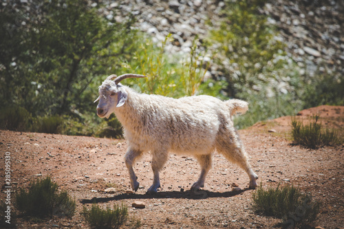 Foto Close up image of Angora goats that supply mohair on a farm in the karoo in sout