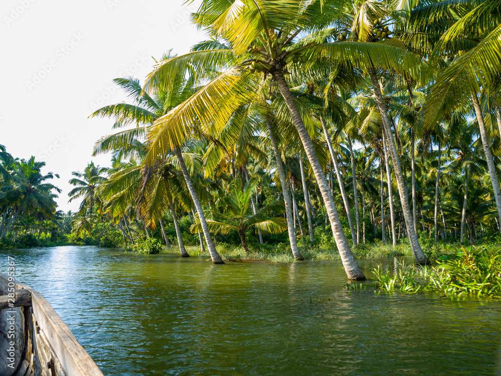 mangrove forest in the lush Kerala backwaters in south India mangrove forest in the lush Kerala backwaters in south India