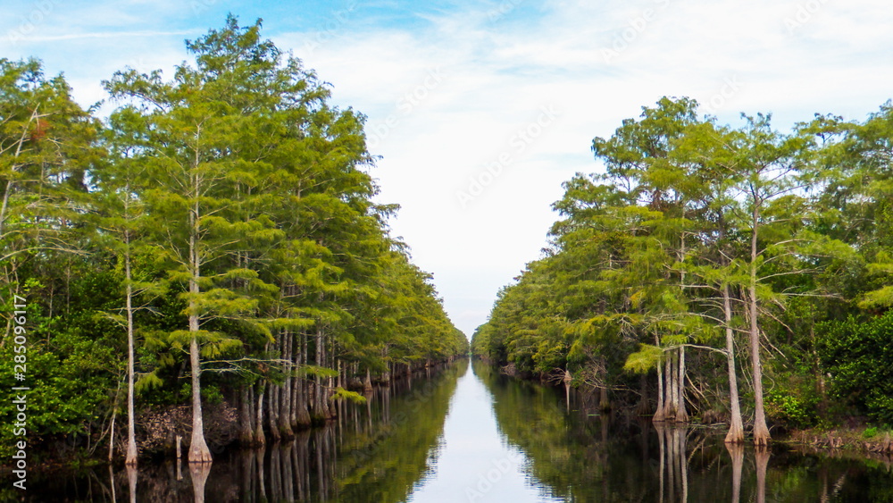 Cypress trees line the banks of a canal in the Grassy Waters Preserve Cypress trees line the banks of a canal in the Grassy Waters Preserve