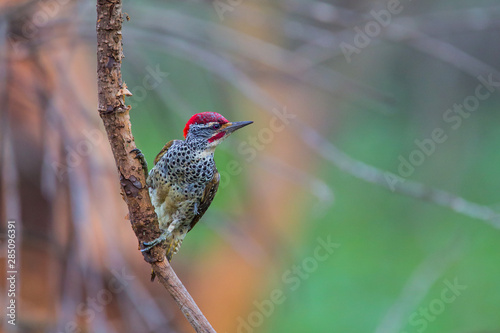 Golden-tailed Woodpecker (Campethera abingoni) climb up a branch, Lake Naivasha, Kenya photo