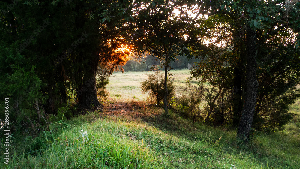 Naklejka premium Edge of the forest at sunrise