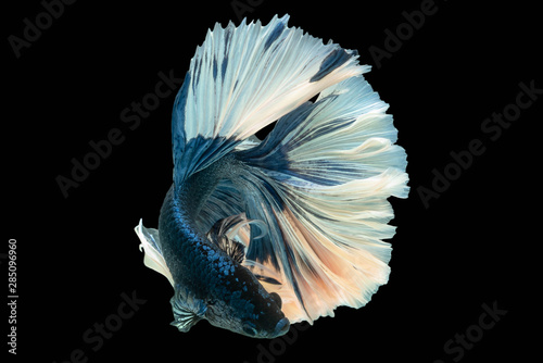 Rhythmic of Betta siamese fighting fish betta fancy blue Butterfly isolated on black background.