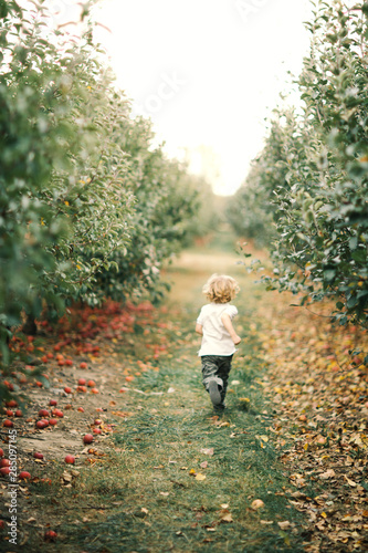 Cute little boy with blond curly hair run away in the apple orchard in Michigan