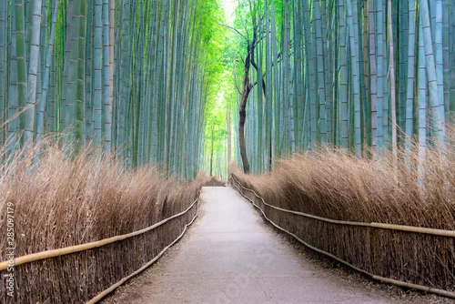 Obraz Ścieżka leśna zielony bambus. Arashiyama Bamboo Grove, Kioto, Japonia.