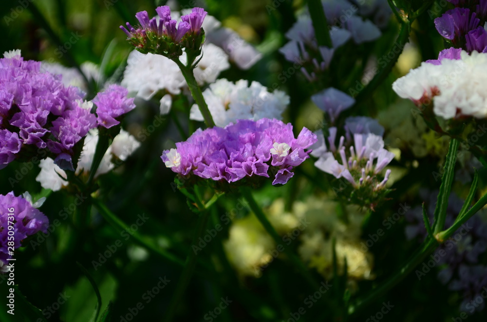 Statice flowers known also as limonium or sea lavender Statice flowers known also as limonium or sea lavender