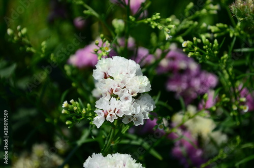 Statice flowers known also as limonium or sea lavender