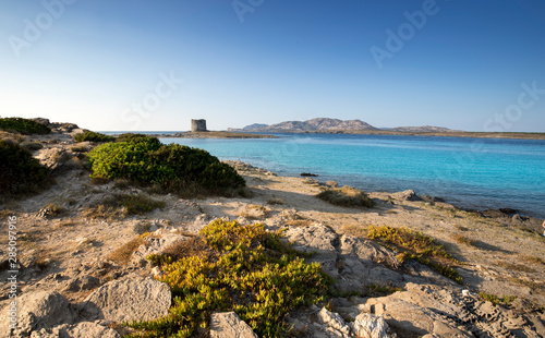 La pelosa