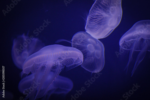 blue jellyfish in water