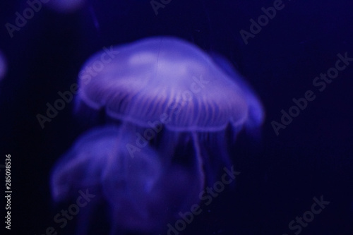 jellyfish in water