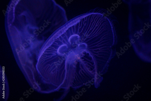 blue jellyfish on black background