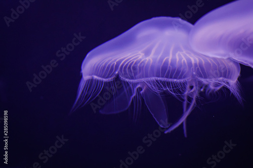 blue jellyfish in water